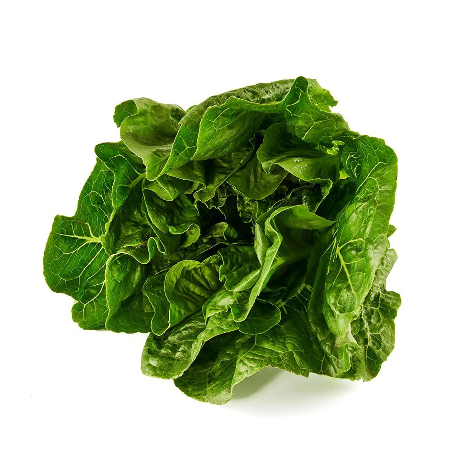 Lechuga Romana Hidroponica